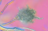 Penicillium - conidiophore avec émission de spores x140